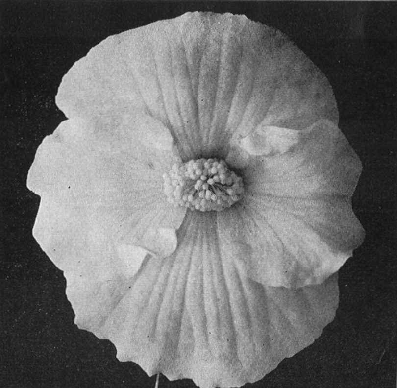 B. ‘Single Picotee’